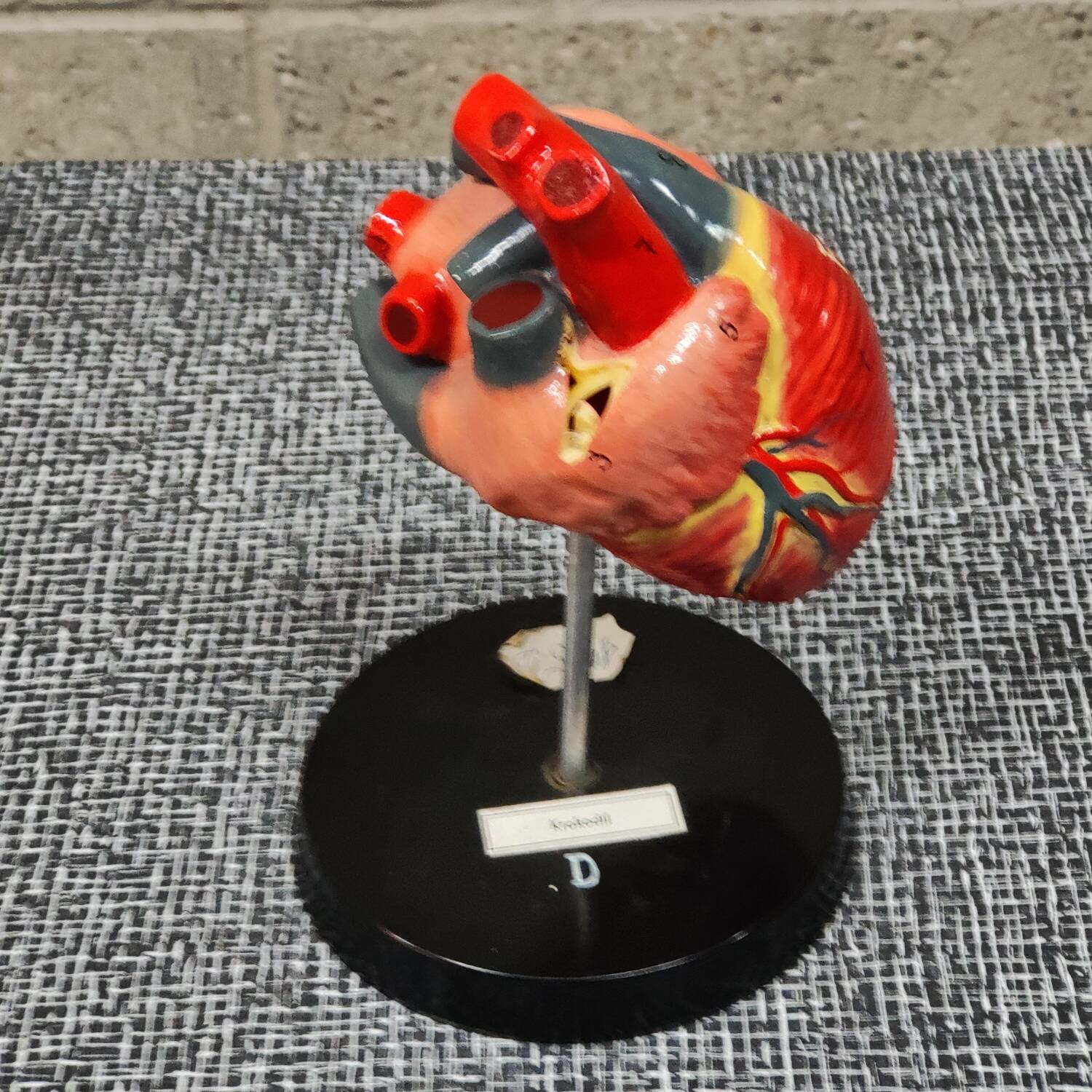Curiosity Anatomy crocodile heart resin Czech Republic 1970