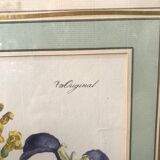 Botanical illustration
