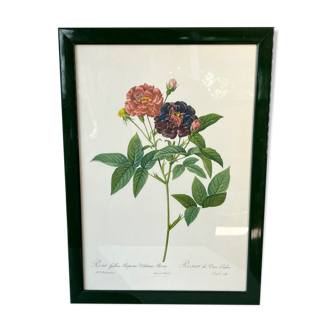 Dreaded board "Van-Eeden's Rosier"