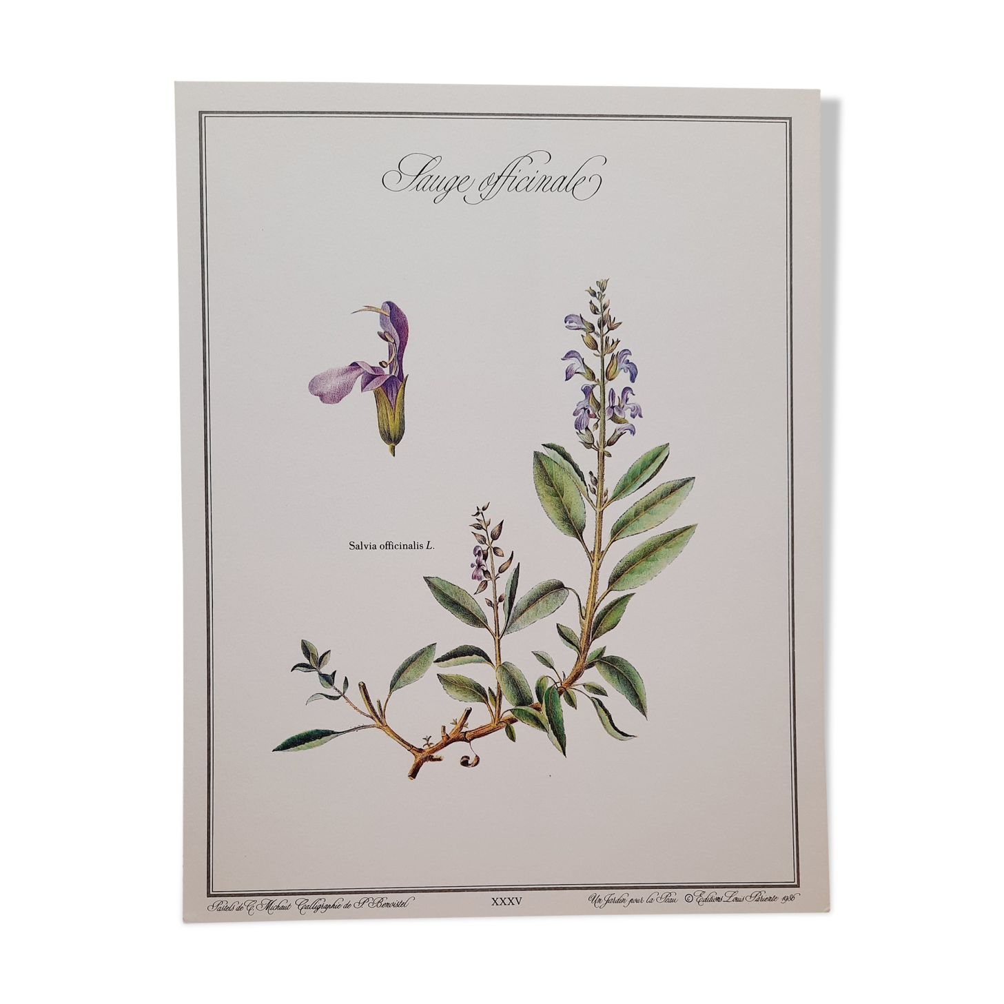 Planche botanique sauge officinale