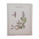 Planche botanique sauge officinale