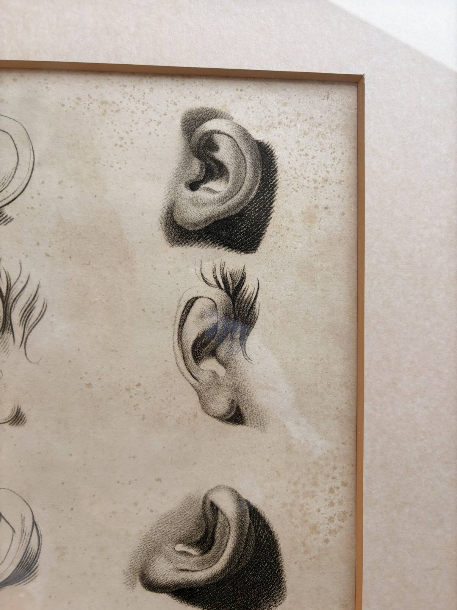 Old Print Engraving 19th Century Study Sketch Ear Nature Barbier L'Ainé