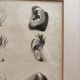 Old Print Engraving 19th Century Study Sketch Ear Nature Barbier L'Ainé