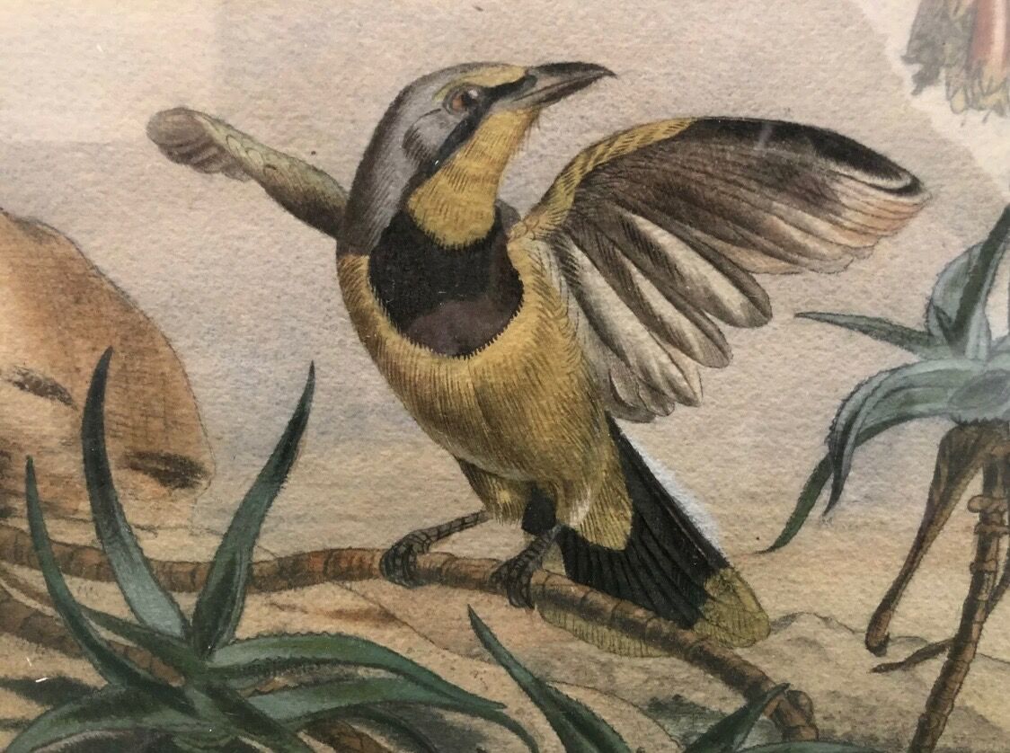 Painting old bird Ornithology nineteenth 1862