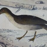 Original ornithological plate " Petrel ash - Checkerboard - Shearwater -&c... " Buffon (1837)