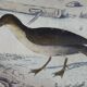 Original ornithological plate " Petrel ash - Checkerboard - Shearwater -&c... " Buffon (1837)