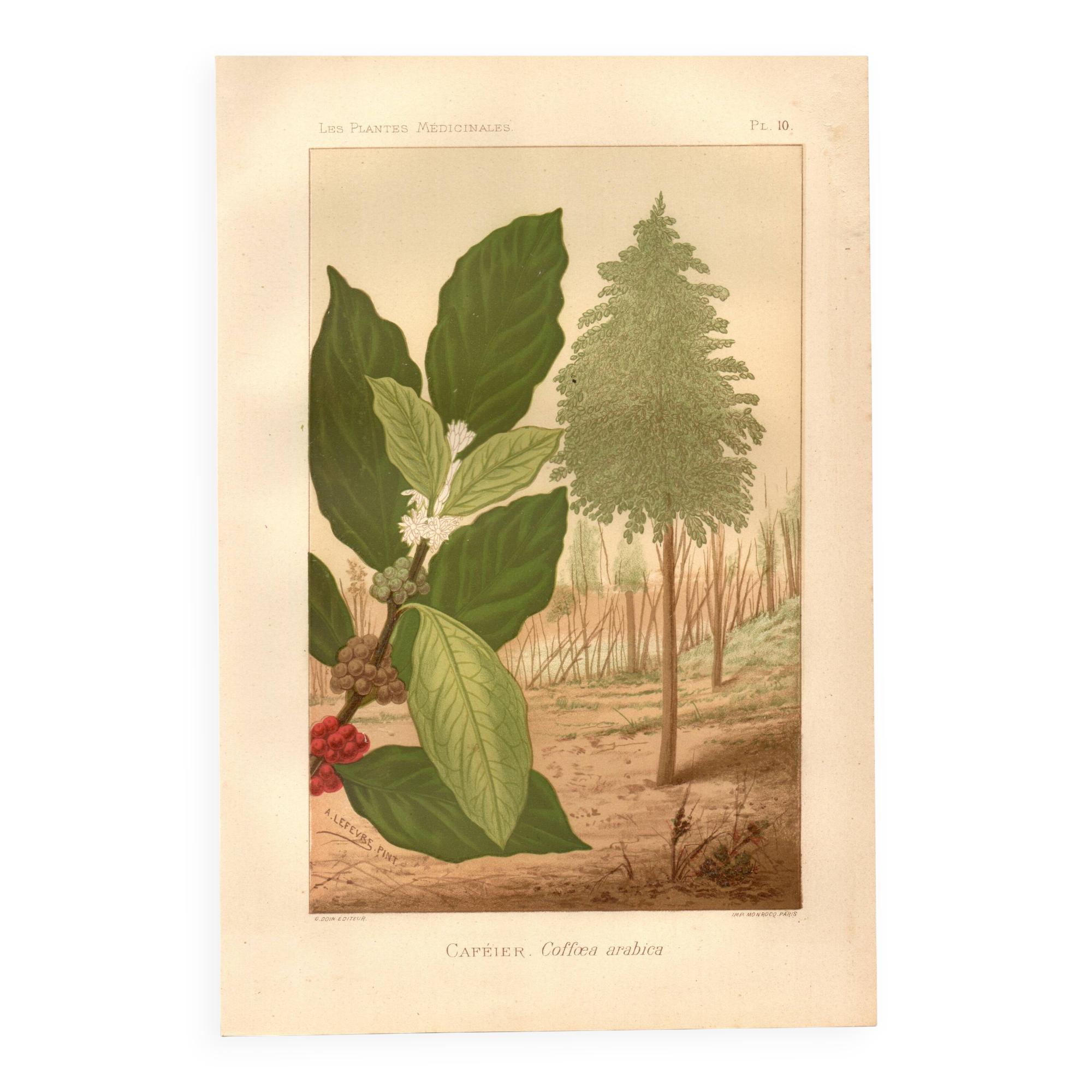 Antique engraving 1889 - Coffee tree - Coffee plant - Botanical lithograph