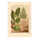 Antique engraving 1889 - Coffee tree - Coffee plant - Botanical lithograph