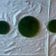 Set of 3 Vallauris trivets – Green glazed ceramic – Years