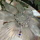 Centertable mirror, 39 cm