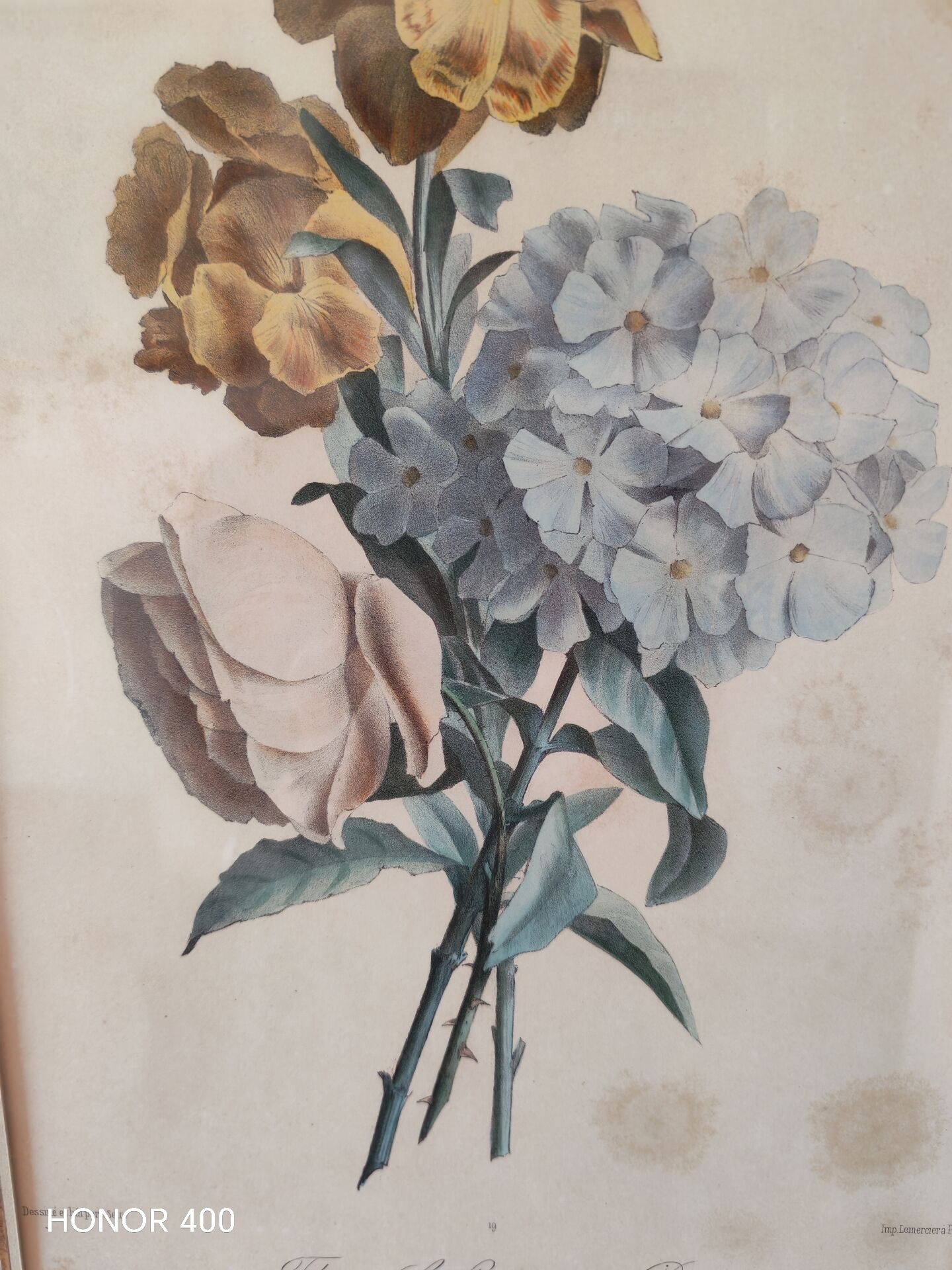 Gravure botanique XIX siècle bouquet de fleurs encadrement parisien