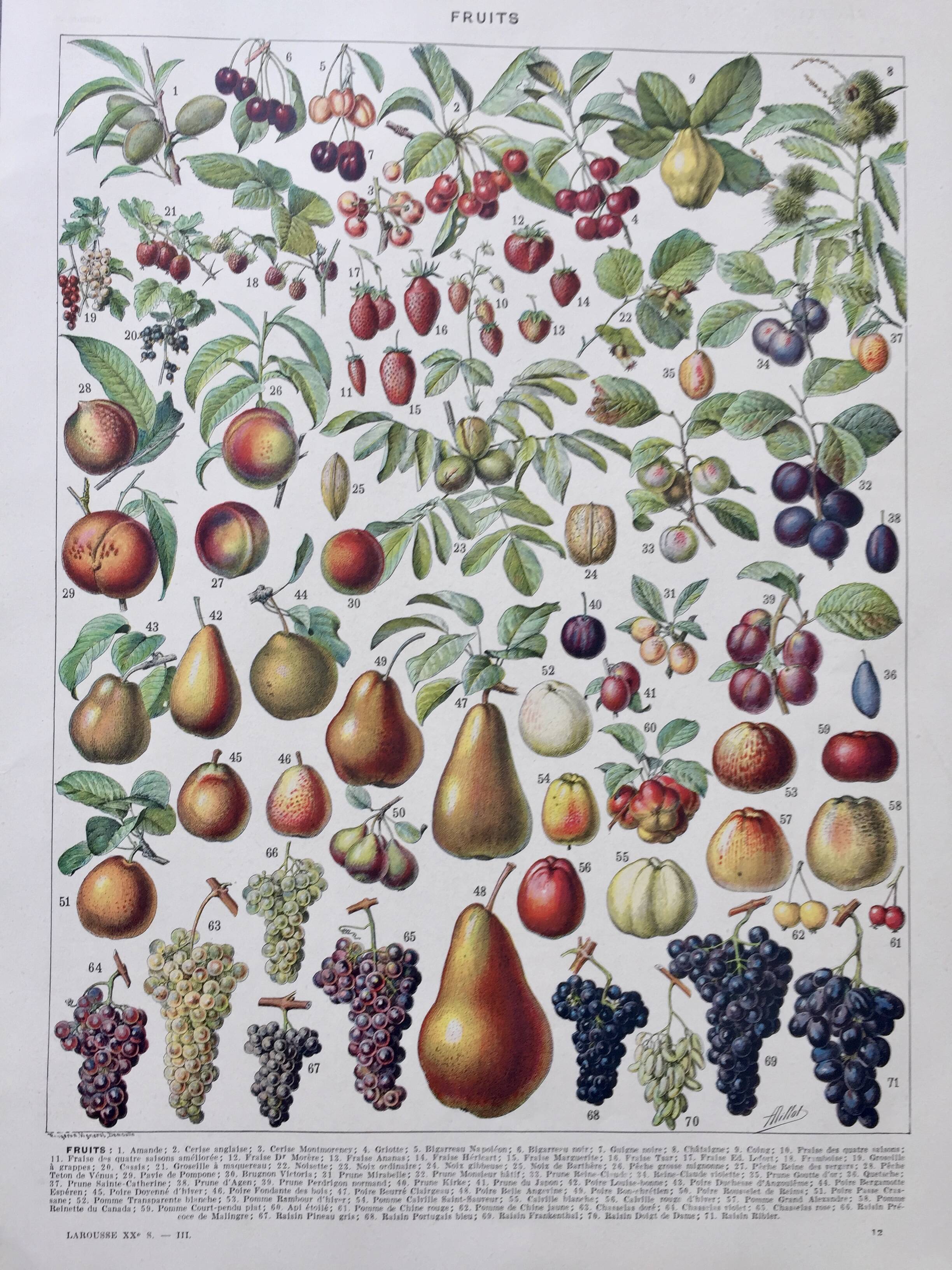 Old illustration Millot "Fruits"