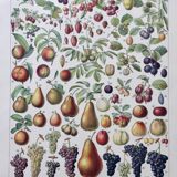 Illustration ancienne Millot "Fruits"