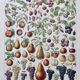 Old illustration Millot "Fruits"