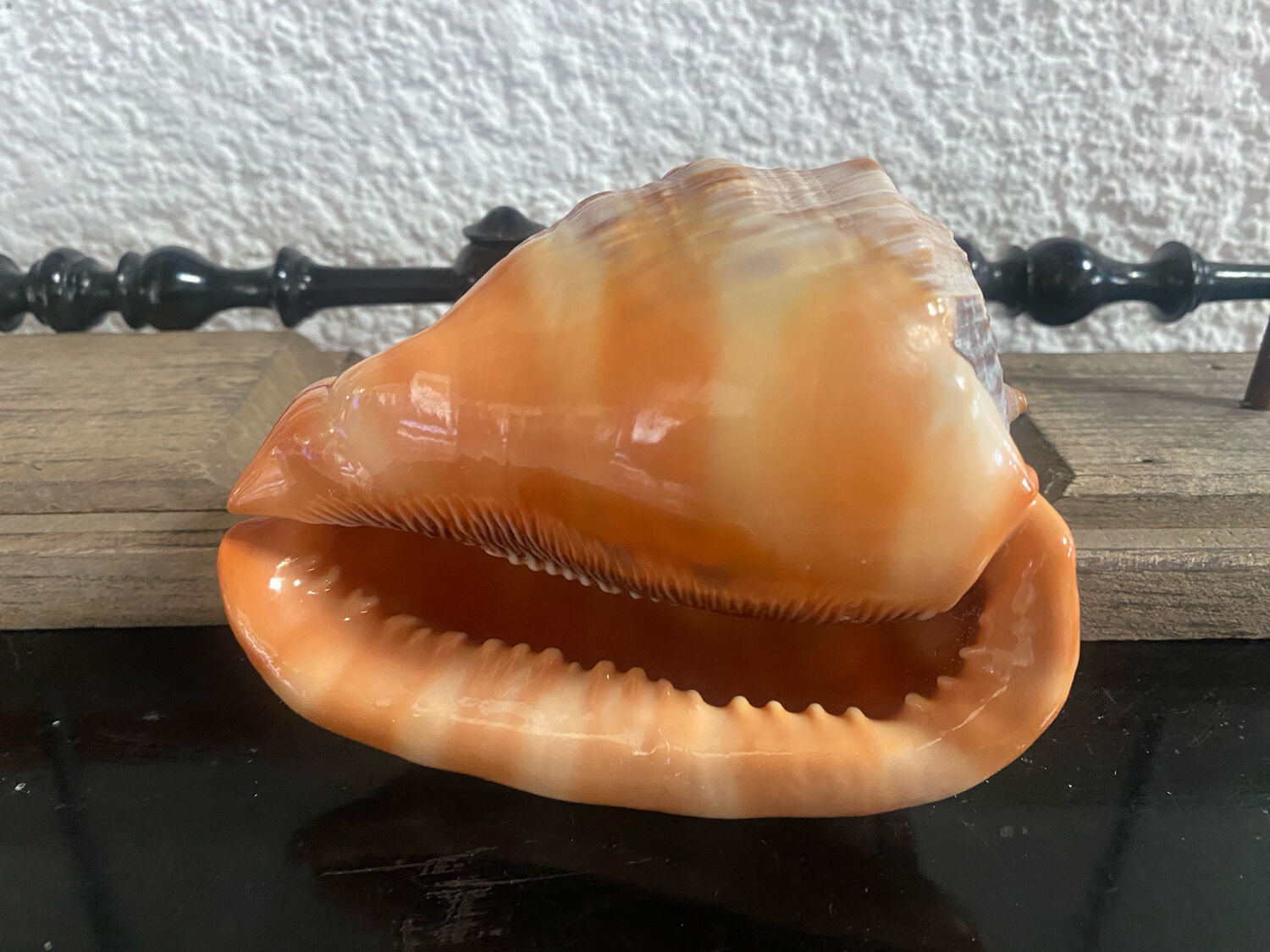 Large shell cypraea cassis rufa