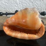 Large shell cypraea cassis rufa