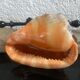 Large shell cypraea cassis rufa