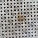 Ancienne paire de chaises italienne Salvatore Leone