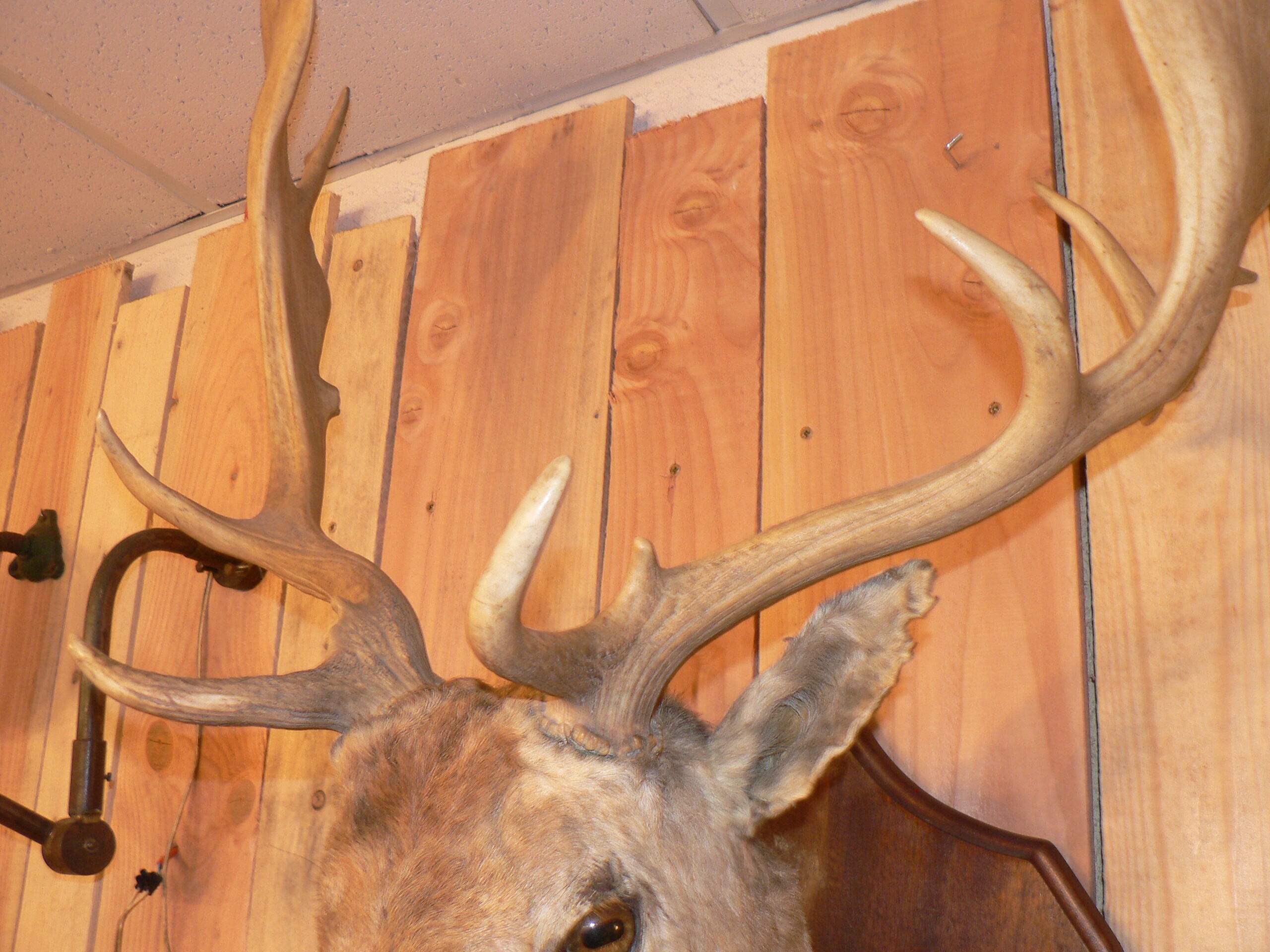 Naturalized deer hunting trophy head