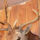 Naturalized deer hunting trophy head