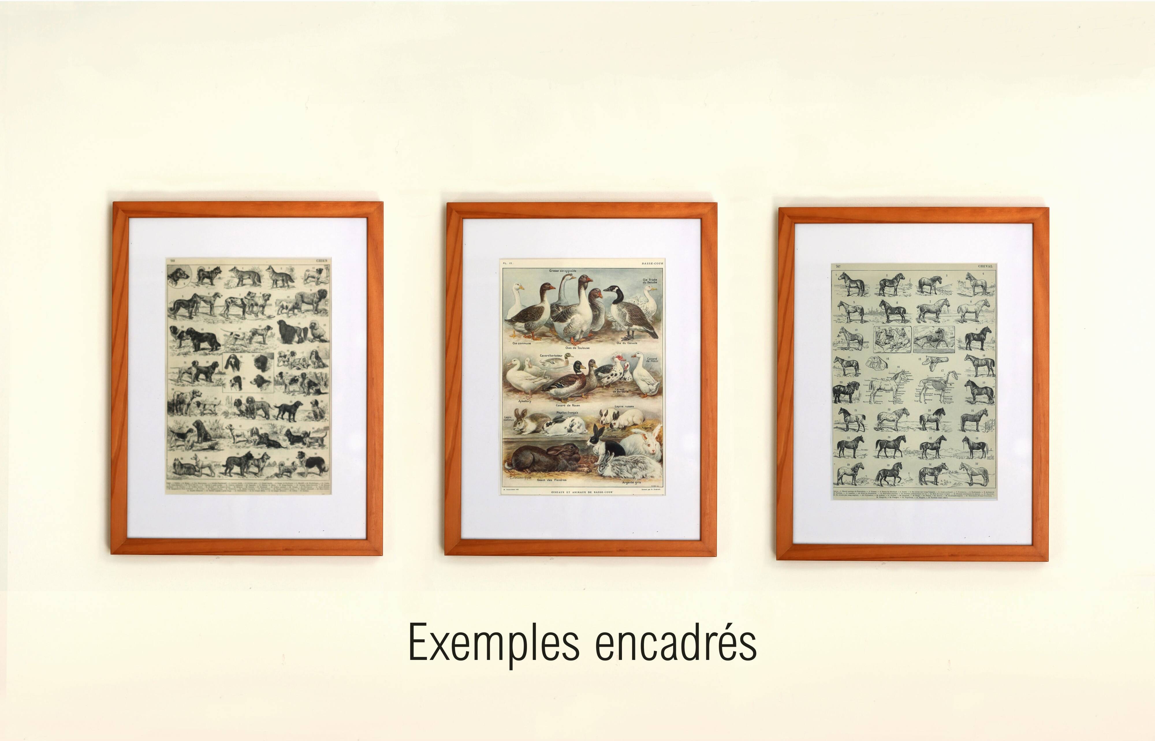 Antique engraving 1897 - Birds 4, farmyard species