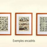 Gravure ancienne 1897 - Oiseaux 4, espèces de basse-cour