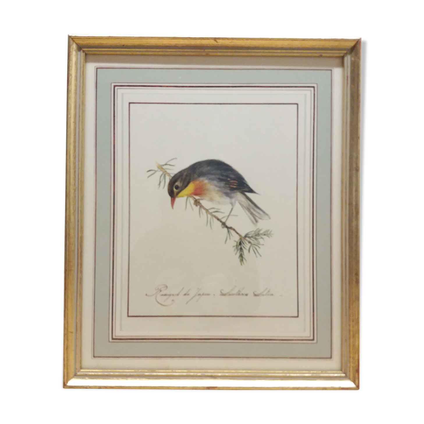 Japan Rossignol ornithological board