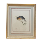 Japan Rossignol ornithological board