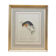 Japan Rossignol ornithological board