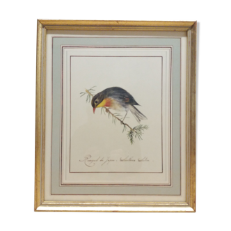 Planche ornithologique Rossignol du Japon