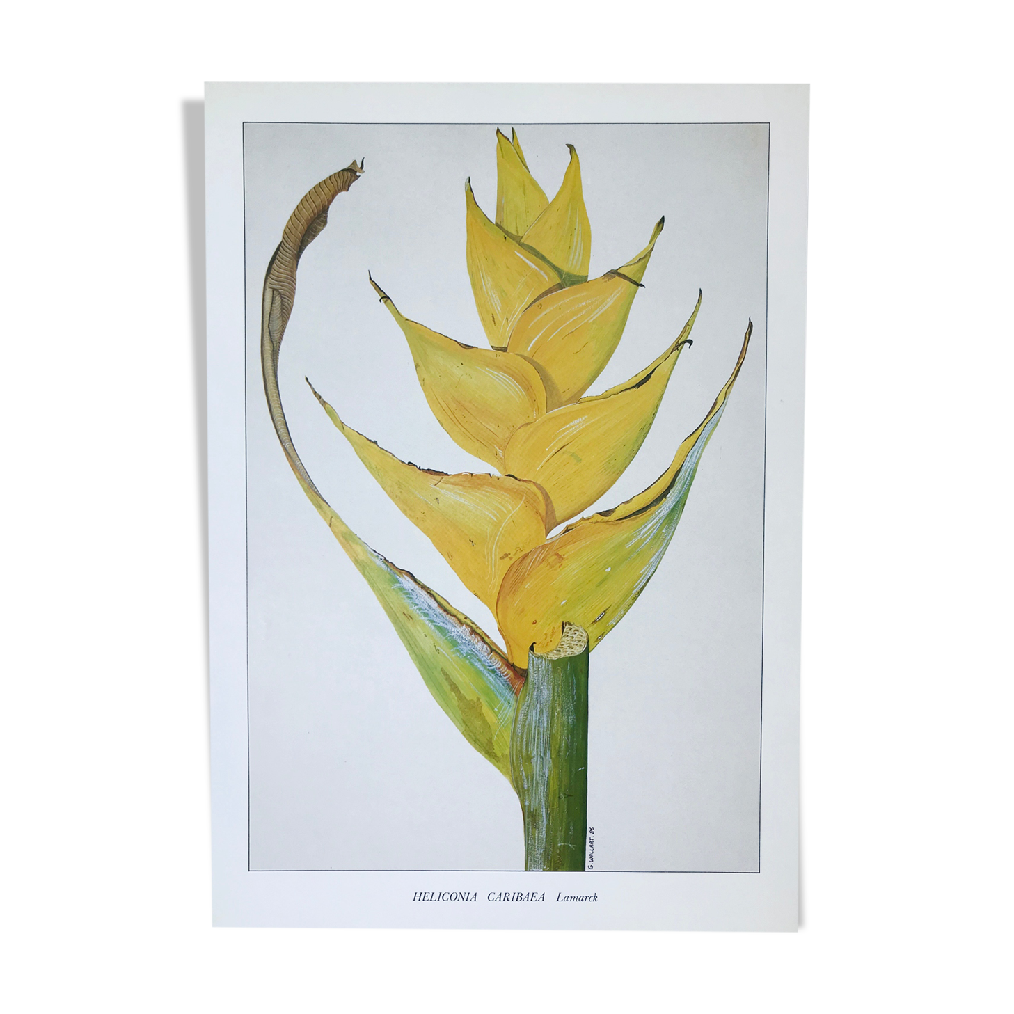 Heliconia Caribaea botanical board