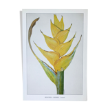 Heliconia Caribaea botanical board