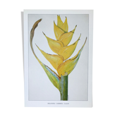 Heliconia Caribaea botanical board
