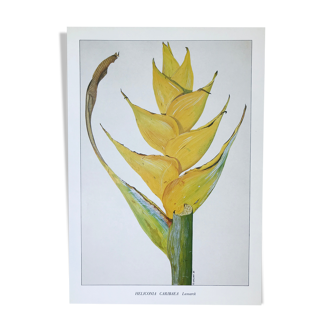 Heliconia Caribaea botanical board