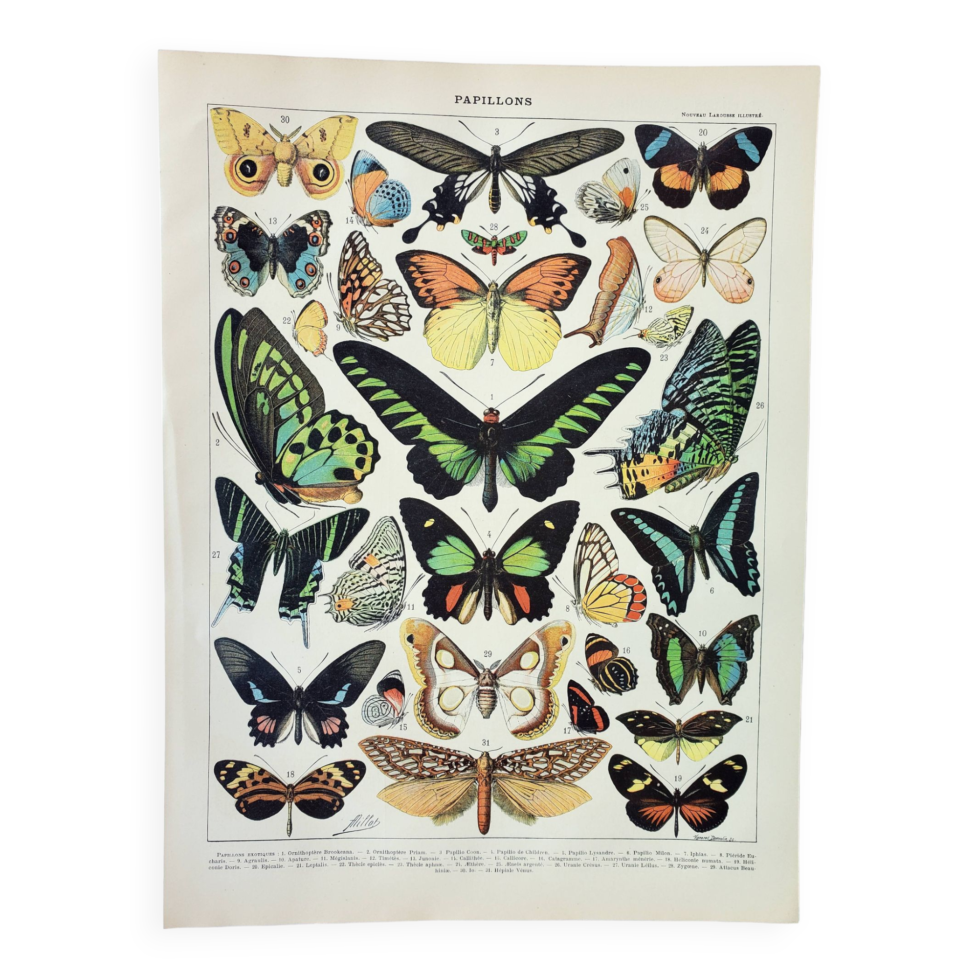 Old engraving 1898, Exotic butterflies, insects • Lithograph, Original plate