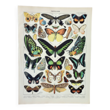 Old engraving 1898, Exotic butterflies, insects • Lithograph, Original plate