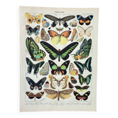 Gravure ancienne 1898, Papillons exotiques, insectes • Lithographie, Planche originale