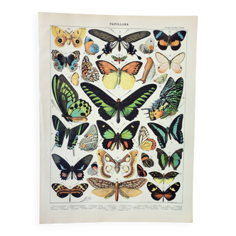 Gravure ancienne 1898, Papillons exotiques, insectes • Lithographie, Planche originale