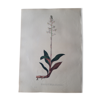 Botanical plank Goodyera Discolor, lithographed and colored, Sertum Botanicum 1832