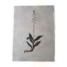 Botanical plank Goodyera Discolor, lithographed and colored, Sertum Botanicum 1832