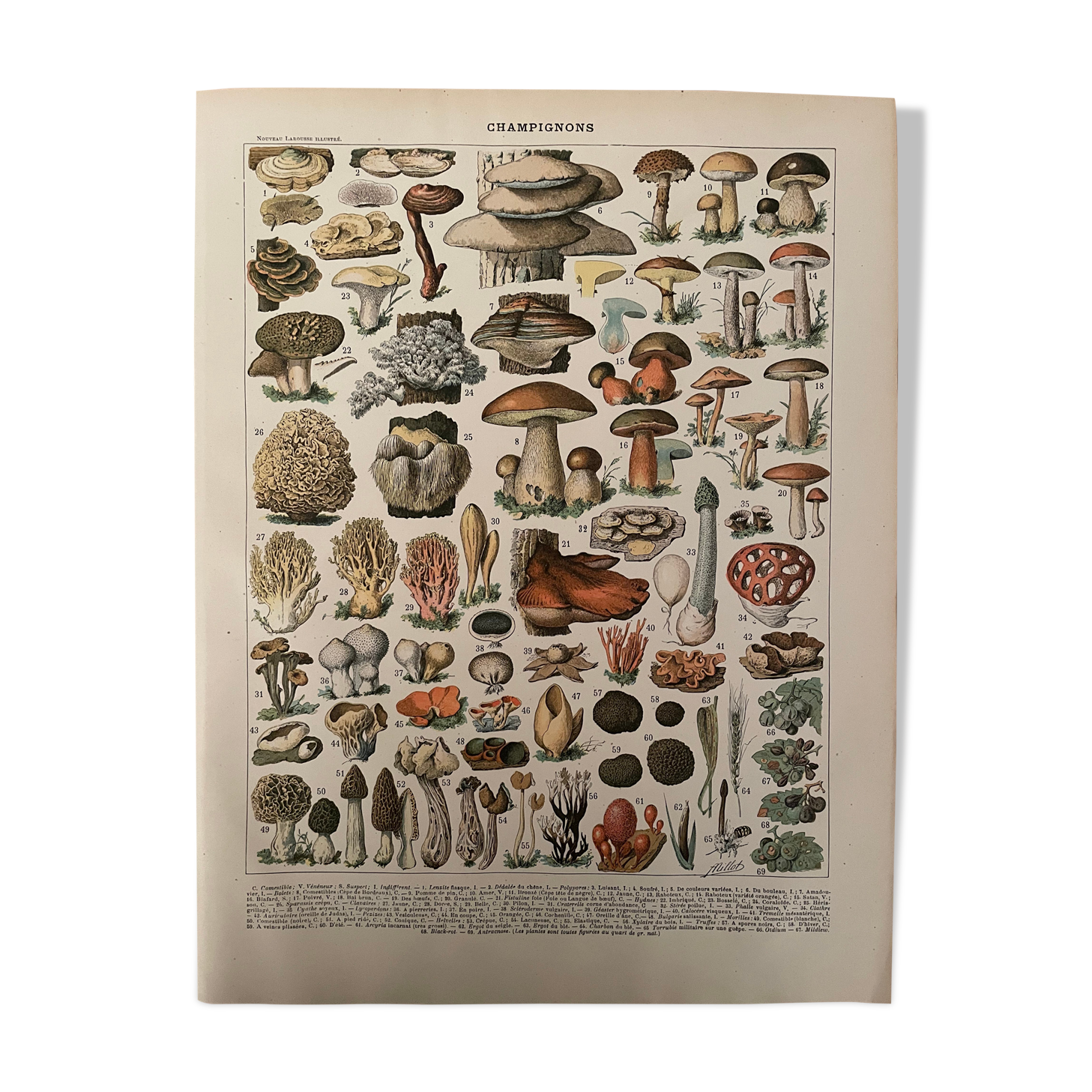 Lithograph mushrooms of the New Larousse Illustrated 1897 (2)