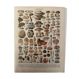Lithograph mushrooms of the New Larousse Illustrated 1897 (2)