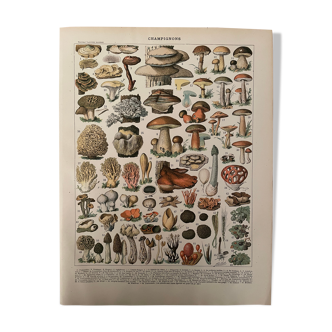 Lithographie champignons du Nouveau Larousse Illustré 1897 (2)