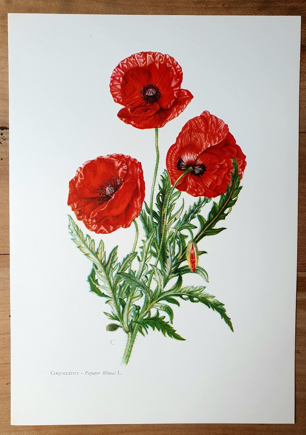 Poppy botanical board