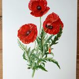Poppy botanical board