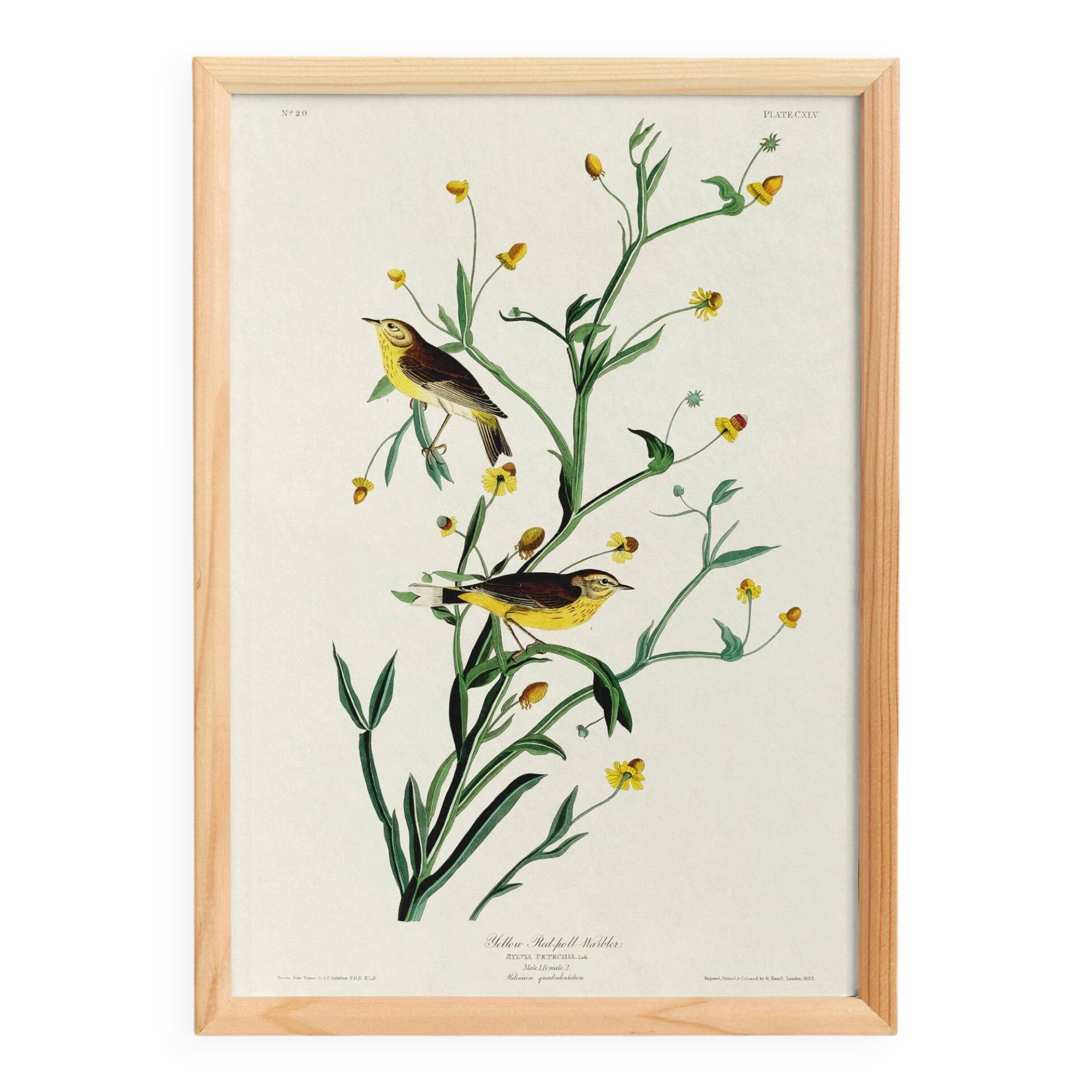 Poster of the White Wagtail, after an old engraving