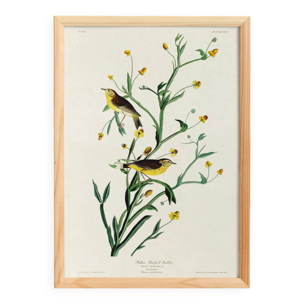 Affiche sur la Bergeronnette printanière, d’après une gravure ancienne