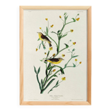 Poster of the White Wagtail, after an old engraving