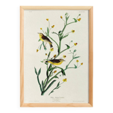 Affiche sur la Bergeronnette printanière, d’après une gravure ancienne
