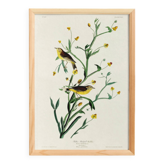 Poster of the White Wagtail, after an old engraving